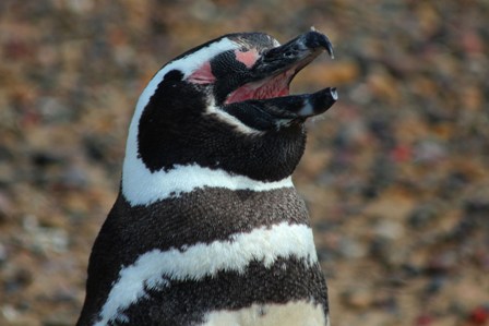 Inside the long Trelew nandu_penguin