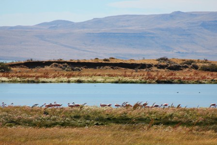 Flamingos in El Calafate