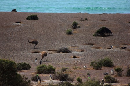 The nandu_penguin of Trelew