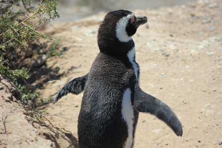 Graffiti in Santa Teresa, Península Valdés