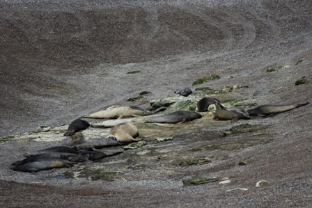 The sea_elephant_peninsula_valdes of Península Valdés