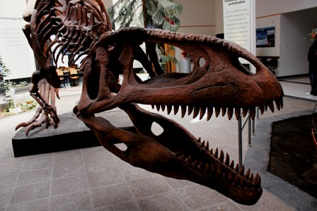 Tyrannotitan, Museo Paleontológico Egidio Feruglio, Trelew