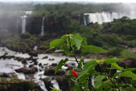Hibiscus flower and the Iguaçu Waterfalls