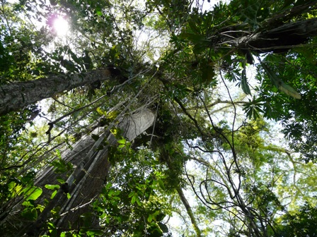 Hiking under high trees at Amacayacu National Park