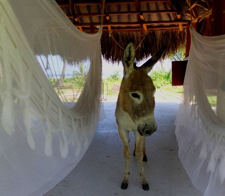 A donkey walking through the hammocks for rent at Yuluka Hostel Tayrona National Park, Colombia
