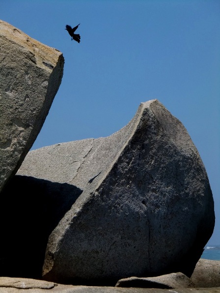 A bird flying from one rock to the other