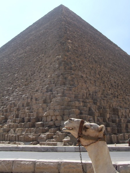 A camel and the Great Pyramid of Cheops