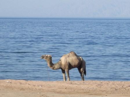 A camel by the beach in Dahab