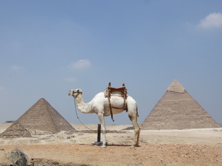 The camel and the Pyramids - This camel belonged to a policeman on duty at Gizeh Plateau