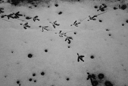 Bird's footsteps in the snow