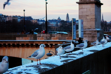 Birds near the Seine River