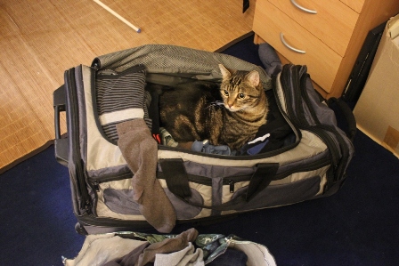 The cat wanted to go with us