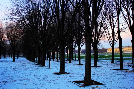 Winter Trees in Paris