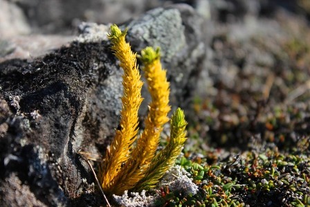 Some arctic plants found on the way