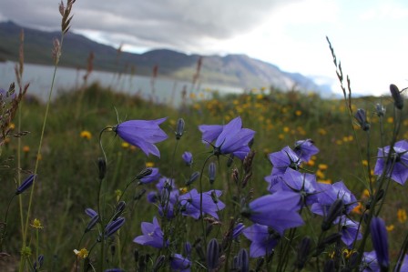 Flowers and mountains in Greenland