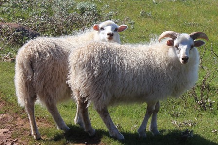 Two sheeps from Tasiusaq Farm in Greenland