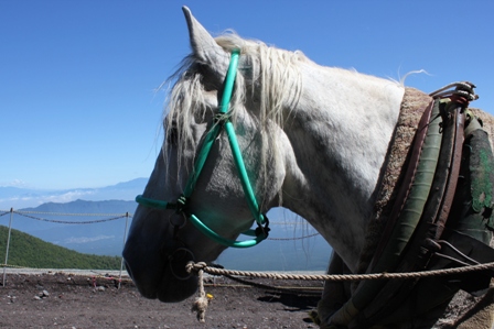 A horse helping Mount Fuji climbers