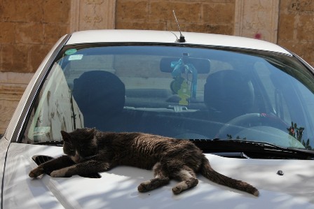A cat sleeping in a car in the medina of Tunis