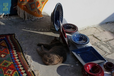 A cat sleeping in Sidi Bou Said